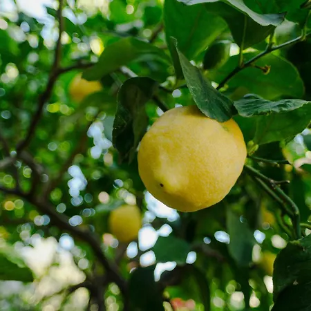 Bed & Breakfast Rosa E Valentino Ravello