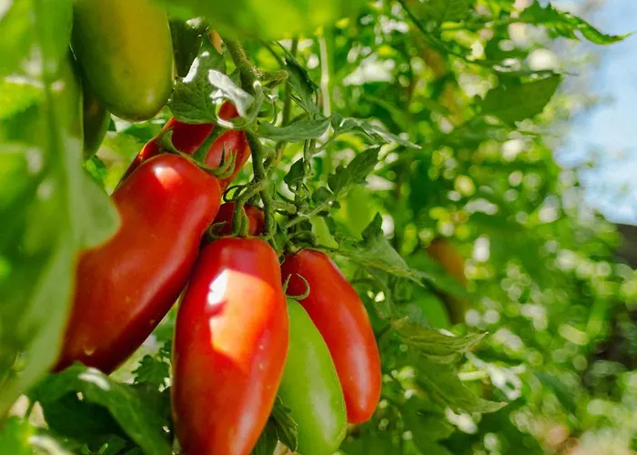 Rosa E Valentino Bed and breakfast 3*