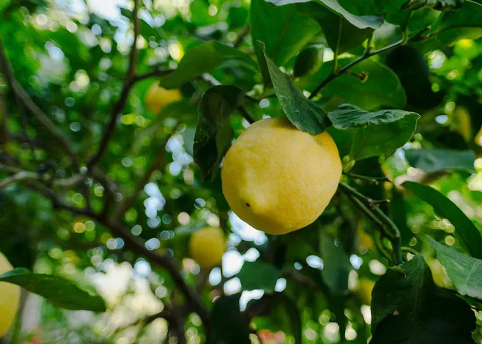 Bed and breakfast Rosa E Valentino Ravello