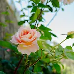 Rosa E Valentino 3*