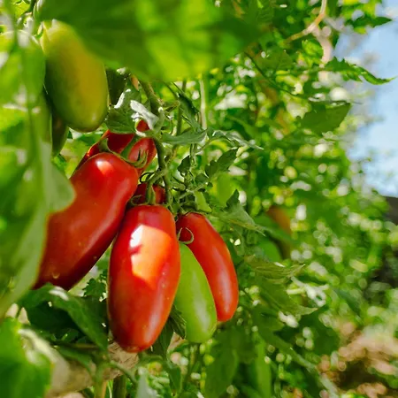 Rosa E Valentino לינה וארוחת בוקר 3*