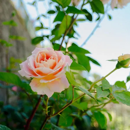 Rosa E Valentino *